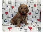 Goldendoodle PUPPY FOR SALE ADN-780744 - Buzz
