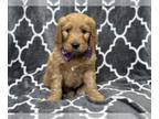 Goldendoodle PUPPY FOR SALE ADN-780745 - Fritz