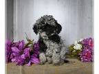 Cockapoo PUPPY FOR SALE ADN-780751 - Cockapoo For Sale Dresden OH