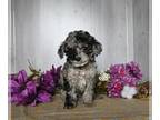 Cockapoo PUPPY FOR SALE ADN-780752 - Cockapoo For Sale Dresden OH