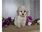 Cockapoo PUPPY FOR SALE ADN-780753 - Cockapoo For Sale Dresden OH