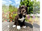 Miniature Labradoodle PUPPY FOR SALE ADN-780761 - Mini Labradoodle