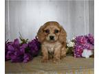 Cavachon PUPPY FOR SALE ADN-780765 - Cavachon For Sale Dresden OH