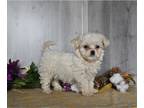 Cavachon PUPPY FOR SALE ADN-780767 - Cavachon For Sale Dresden OH