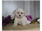 Cavachon PUPPY FOR SALE ADN-780770 - Cavachon For Sale Dresden OH