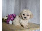 Cavachon PUPPY FOR SALE ADN-780772 - Cavachon For Sale Dresden OH