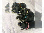 Schnauzer (Miniature) PUPPY FOR SALE ADN-780785 - Gemstone litter 5 pups