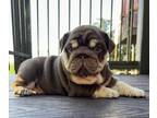 Bulldog PUPPY FOR SALE ADN-780788 - Gorgeous Full Suited Uk lines