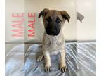 German Shepherd Dog PUPPY FOR SALE ADN-780810 - GSD male