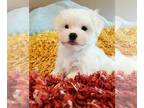 Maltese PUPPY FOR SALE ADN-780825 - Adorable Female Maltese Puppy