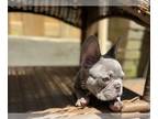 French Bulldog PUPPY FOR SALE ADN-780829 - Beautiful Chunky Male French Bulldogs