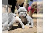 French Bulldog PUPPY FOR SALE ADN-780829 - Beautiful Chunky Male Bulldog