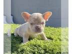 French Bulldog PUPPY FOR SALE ADN-780837 - ISABELLA MERLE