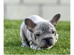 French Bulldog PUPPY FOR SALE ADN-780865 - BLUE BIG ROPE