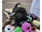 Lhasa-Poo PUPPY FOR SALE ADN-780872 - Gorgeous Mini Poodle Mix Pups