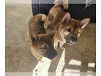 Shiba Inu PUPPY FOR SALE ADN-780875 - Shiba inu puppies boy and girl vaccination