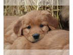 Golden Irish PUPPY FOR SALE ADN-780884 - Golden Irish Puppy