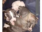 American Pit Bull Terrier PUPPY FOR SALE ADN-780885 - Pitbull puppies