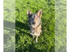 German Shepherd Dog Mix PUPPY FOR SALE ADN-780891 - 1yr old Tamaskan female