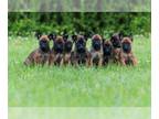 Belgian Malinois PUPPY FOR SALE ADN-780901 - AKC European Molly