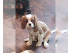 Cavalier King Charles Spaniel PUPPY FOR SALE ADN-780904 - READY NOW TRI COLORS