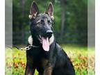German Shepherd Dog PUPPY FOR SALE ADN-780906 - BLAKE Sable GS
