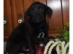 Boxer-Golden Retriever Mix PUPPY FOR SALE ADN-780909 - retriever boxer mix