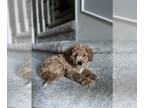 Maltipoo PUPPY FOR SALE ADN-780911 - Willow