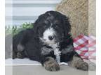 Bernedoodle (Miniature) PUPPY FOR SALE ADN-780912 - Mini Bernedoodle