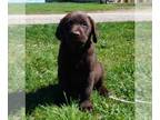 Labrador Retriever PUPPY FOR SALE ADN-780913 - Chocolate Labrador Retriever