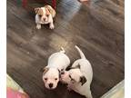 American Bulldog PUPPY FOR SALE ADN-780914 - Two female American bulldog puppies