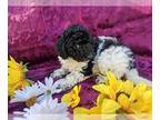 Poodle (Toy) PUPPY FOR SALE ADN-780915 - Toy poodle puppies