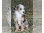 Aussiedoodle Miniature PUPPY FOR SALE ADN-780918 - Blue eyed merle girl