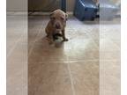 American Pit Bull Terrier PUPPY FOR SALE ADN-780922 - Boy Pitbull Puppy