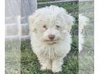 Aussie-Poo-Aussiedoodle Mix PUPPY FOR SALE ADN-780927 - F1b Toy Aussiedoodle