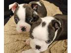 Boston Terrier PUPPY FOR SALE ADN-780936 - 2 Male Boston Terriers