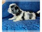 Shih Tzu PUPPY FOR SALE ADN-780937 - Pair of Precious Black n White Shih Tzu