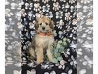 Pom-A-Poo PUPPY FOR SALE ADN-780942 - Adorable Pomapoo Puppy