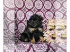 Pom-A-Poo PUPPY FOR SALE ADN-780944 - Adorable Pomapoo Puppy