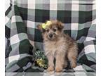 Pom-A-Poo PUPPY FOR SALE ADN-780945 - Adorable Pomapoo Puppy