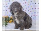 Sheepadoodle PUPPY FOR SALE ADN-780946 - Mini Sheepadoodle