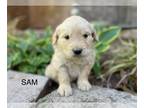 Golden Retriever PUPPY FOR SALE ADN-780948 - Sam