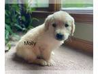 Golden Retriever PUPPY FOR SALE ADN-780959 - Molly