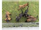 Belgian Malinois PUPPY FOR SALE ADN-780962 - AKC registered parents and DNA