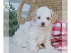 Poodle (Miniature) PUPPY FOR SALE ADN-780963 - Mini Poodle