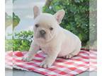 French Bulldog PUPPY FOR SALE ADN-780970 - AKC French Bulldog