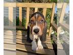 Basset Hound PUPPY FOR SALE ADN-780972 - Basset hound puppy