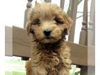 Goldendoodle (Miniature) PUPPY FOR SALE ADN-780974 - Mini Goldendoodle