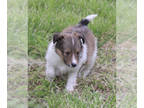 Shetland Sheepdog PUPPY FOR SALE ADN-780978 - Rosie
