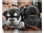 French Bulldog PUPPY FOR SALE ADN-780984 - Male Female